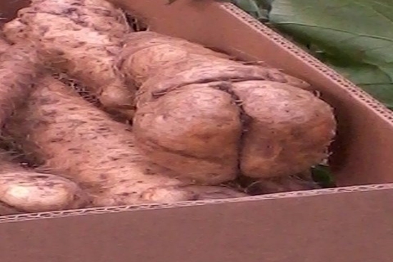 XTRAMASTER